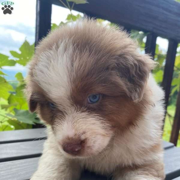 Misssy, Australian Shepherd Puppy